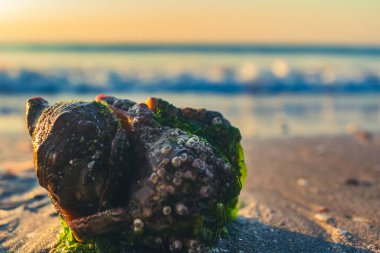 Sahilde deniz kabuğu