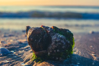 Sahildeki bir deniz kabuğunun yakın çekimi.