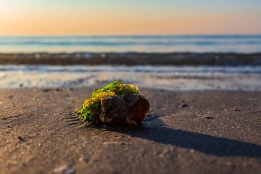 Deniz kabuğu Denizin kıyısında