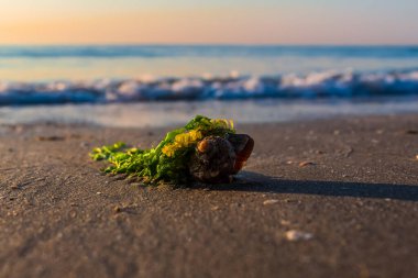 kumlu sahilde deniz kabukları