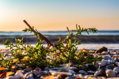 Sahildeki deniz bitkileri ve kayalar