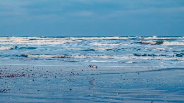 Kumda deniz dalgası