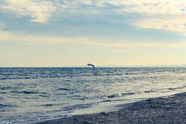 Deniz dalgaları ve martılar