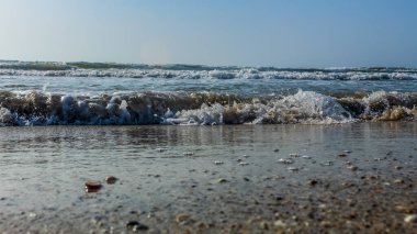 Baltık deniz kıyısı, sabah güneşi ve su sıçratan bitkiler. Doğa manzarası, yaz.