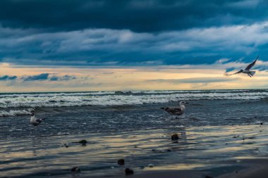 Deniz ve martılar denizin üzerinde uçuyor.