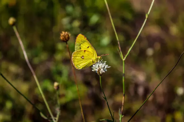 Yazın doğada kelebek