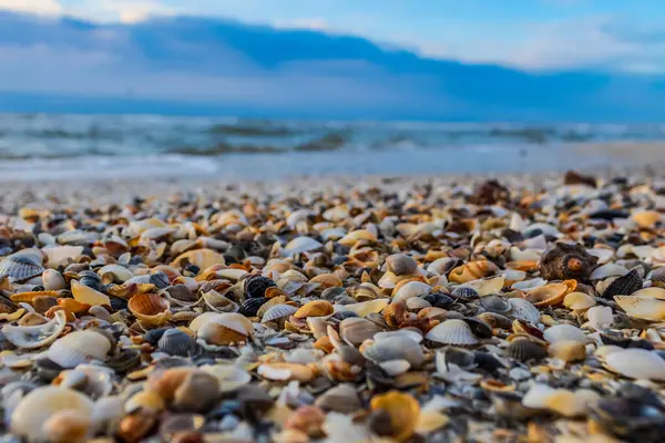 Kumsalda deniz kabukları