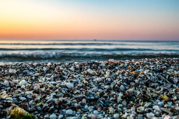 Sahilde deniz kabukları gün batımında