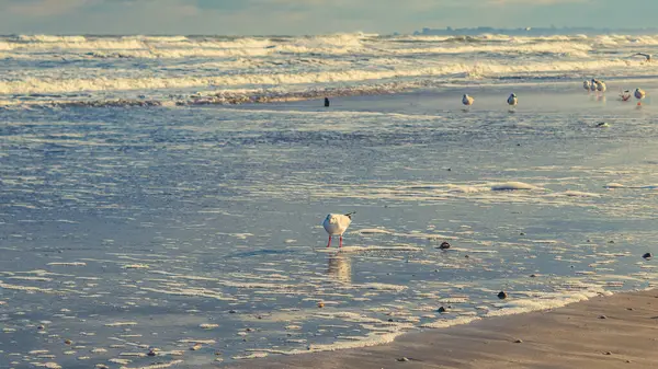 Sabah bir deniz sahilinde martı