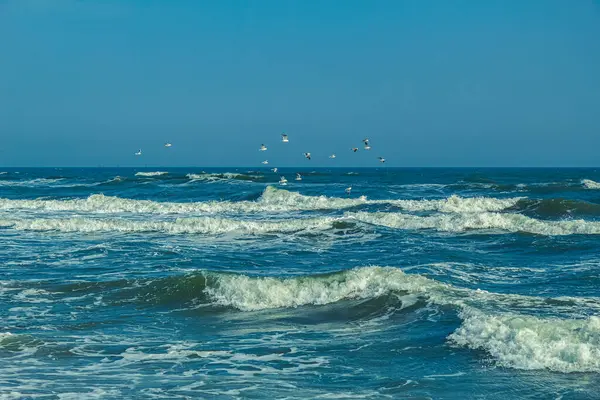Martılar denizde uçuyor..