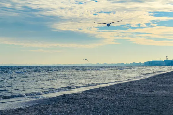 Sahilde uçan martı.