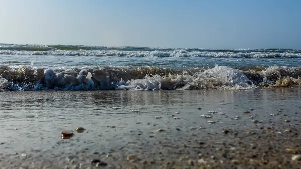 Baltık deniz kıyısı, sabah güneşi ve su sıçratan bitkiler. Doğa manzarası, yaz.