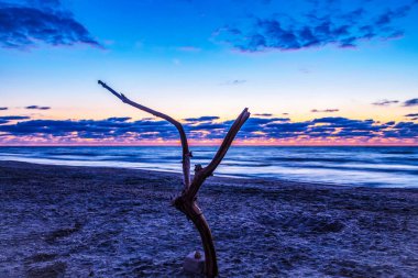 Sahilde bir ağaçla güzel bir günbatımının yakın çekimi.