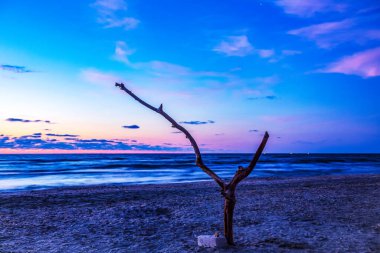 Baltık Denizi 'nin kumlu sahilinde yalnız bir ağaç.