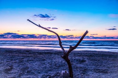 Yalnız ağaç akşamları gün batımında kumsalda