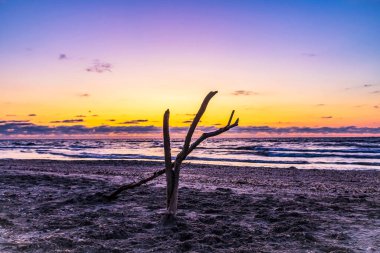 Ölü bir ağacın sahilinde gün batımı.