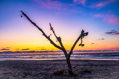 Ölü ağacın üzerinde gün batımı