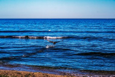 Mavi deniz dalgaları ve beyaz bir plaj.