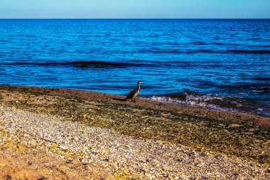 Yazın sahilde martı..