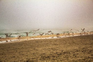 Martılar denizde uçuyor.