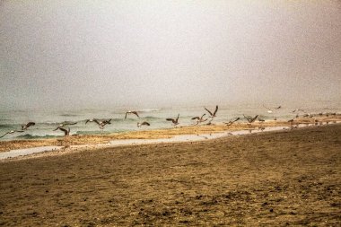 Sahilde martı sürüsü