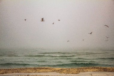 Martılar gökyüzünde uçuyor