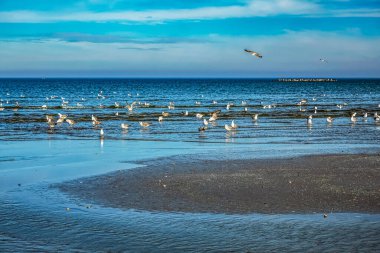 Mavi denizde uçan martılar..