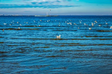 Baltık denizindeki sahilde martılar