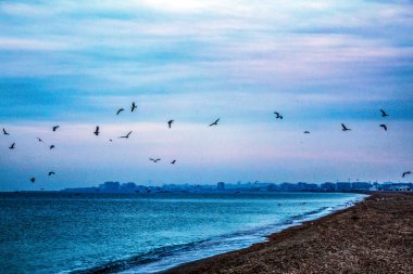 Akşamları sahilde martılar.