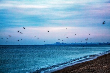 Akşamları martılar denizin üzerinde uçuyor.