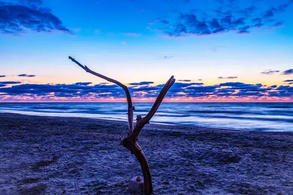 Sahilde bir ağaçla güzel bir günbatımının yakın çekimi.