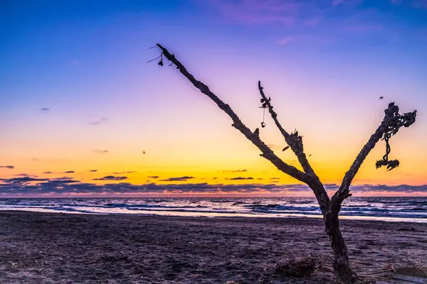 Güneş doğarken kumlu bir sahilde ölü bir ağaç..
