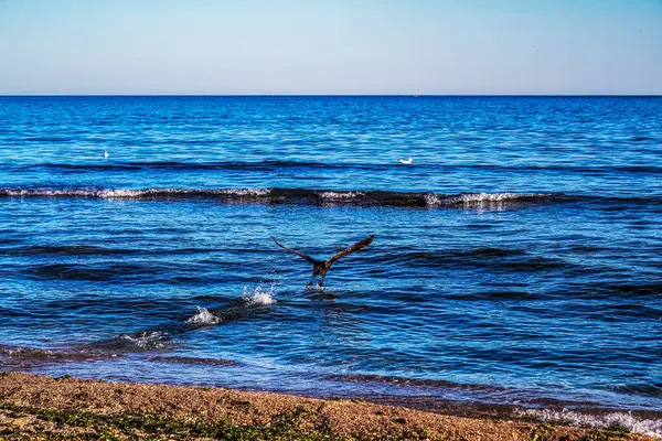 Martı denizin üstünde gökyüzünde uçuyor..