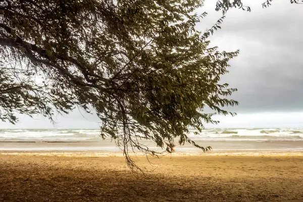Ön planda palmiye ağaçları olan tropik bir sahil. sri lanka.