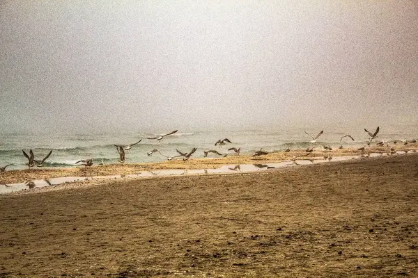 Martılar denizde uçuyor.