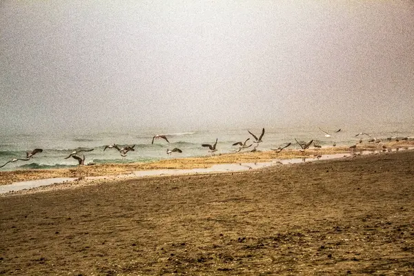 Sahilde martı sürüsü