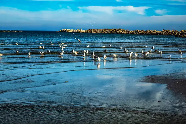 Gün batımında martılar kayaların ve dalgaların üzerinde duruyor.