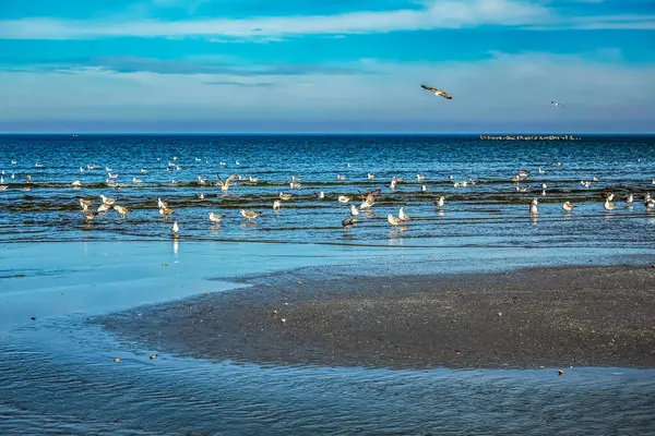 Mavi denizde uçan martılar..