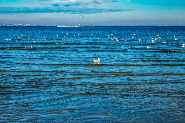 Baltık denizindeki sahilde martılar