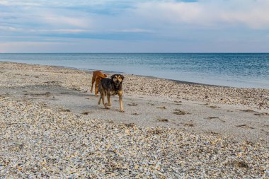 Kumsalda siyah labradoru olan bir köpek.