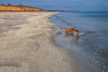 Köpek sahilde köpekle oynuyor.