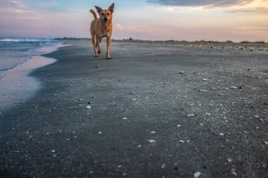 Şirin kızıl saçlı köpek gün batımında deniz kıyısında yürüyor..