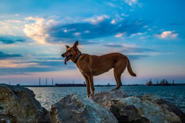 Kırmızı köpek gün batımında
