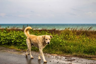 Köpek yağmurda yürür. Köpek sahilde yürüyor.