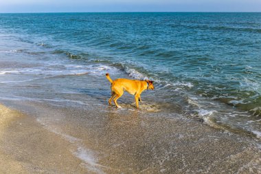 Köpek deniz sahilinde yürüyor. evcil.