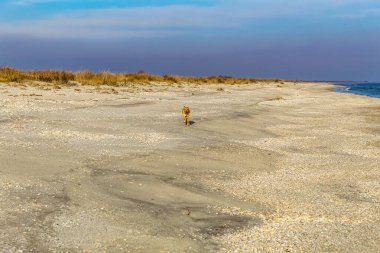 Bir köpek baharda Baltık Denizi 'nin kumlu sahillerinde yürür.