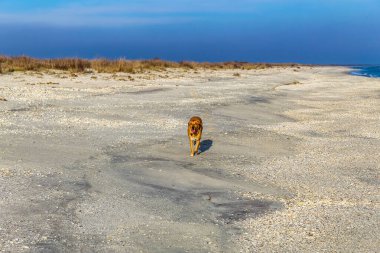 kum üstünde köpek