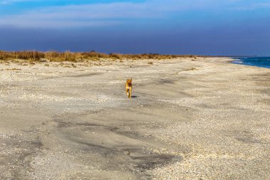 Köpek, Baltık Denizi, Pomerania, Polonya sahillerinde yürüyor.