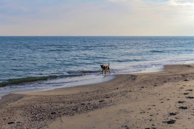 Köpek sahilde yürüyor..