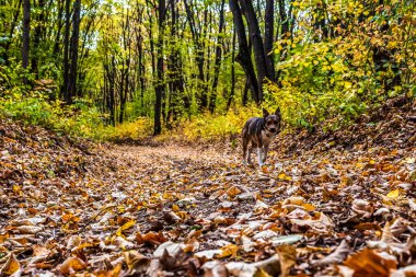 Ormandaki köpek. Sonbahar. Nova Scotia ördek paralı av köpeği